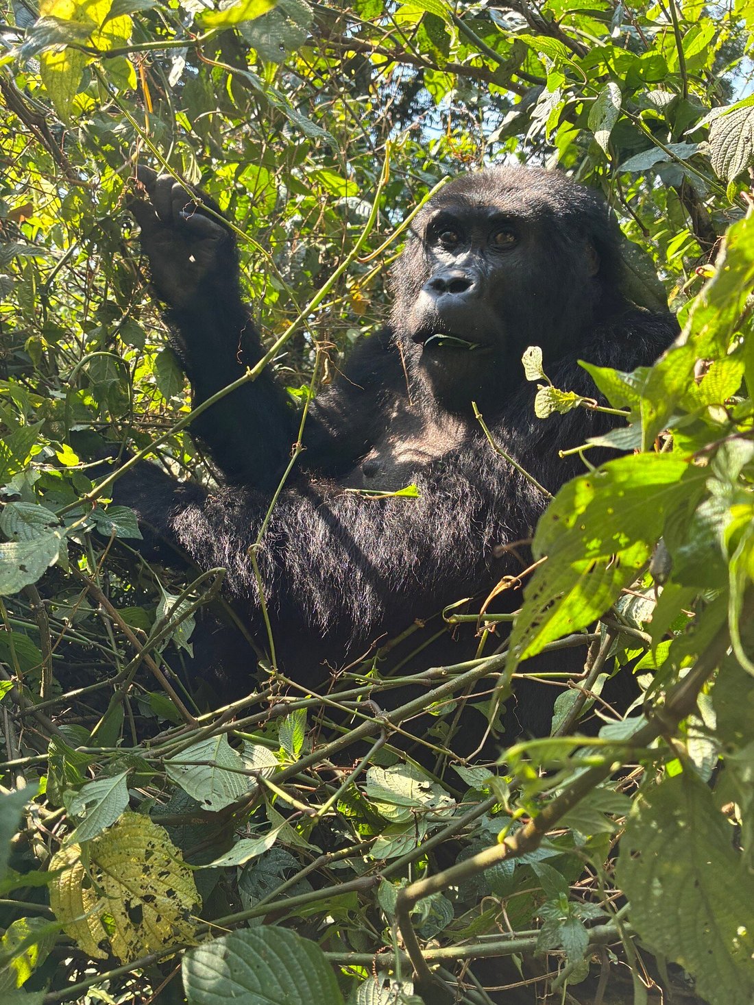 3 Days Bwindi Gorilla Trekking & Luxury Wildlife Safari
