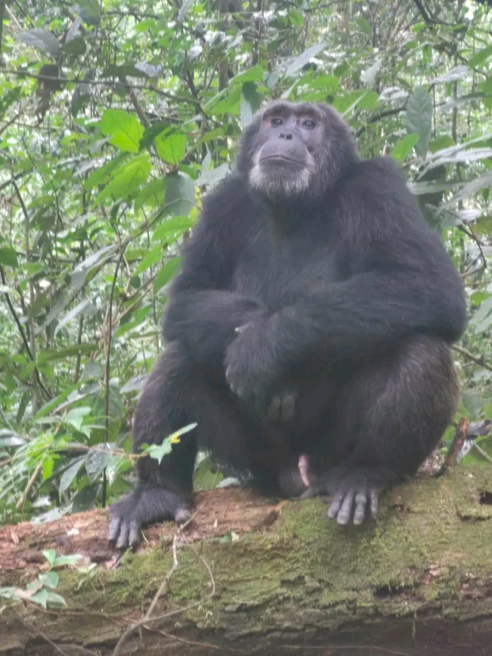 5 Days Kibale Chimpanzee & Crater Lakes Explorer