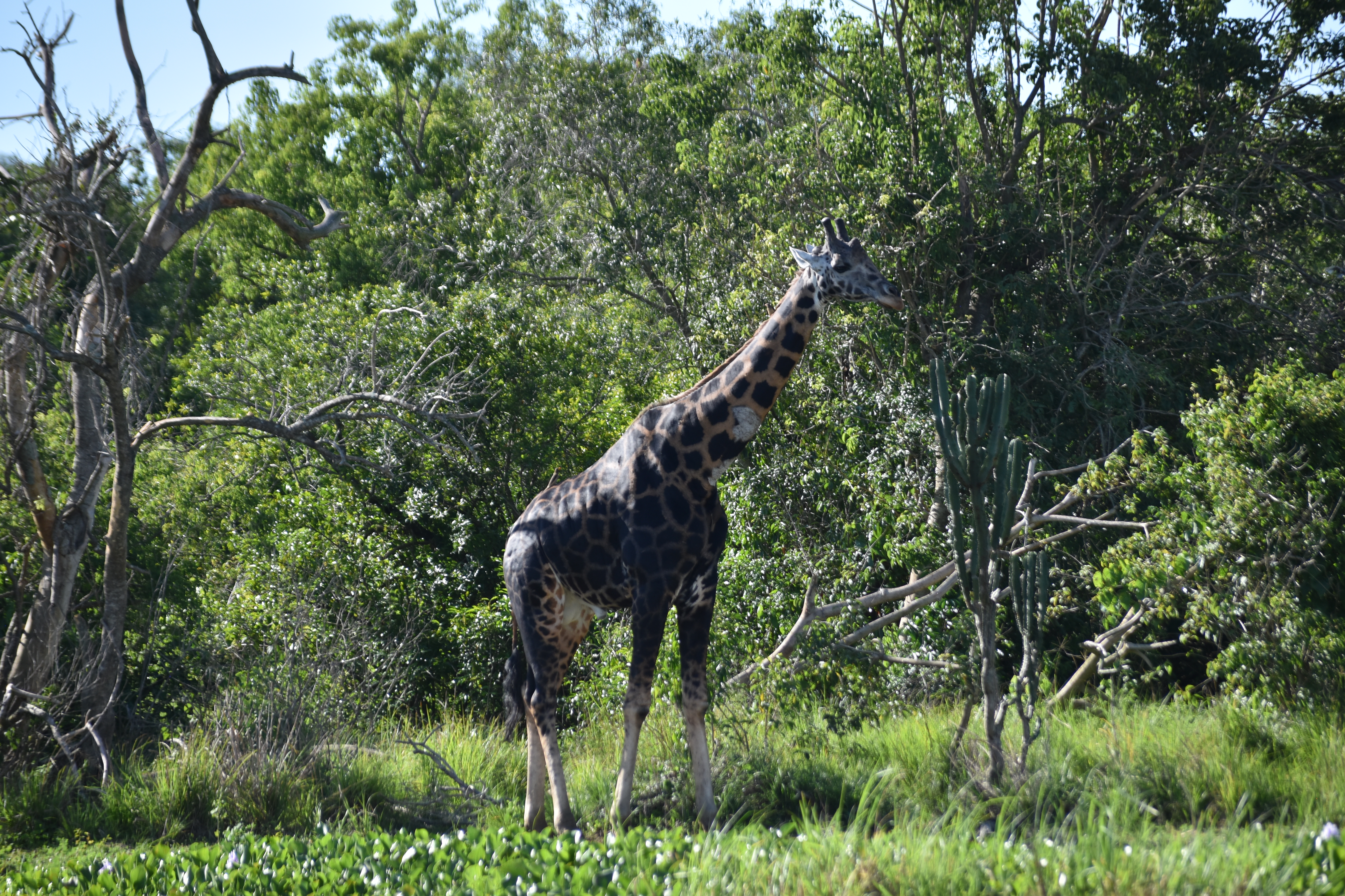 4 Days Masai Mara Big Cats & Savanna Safari